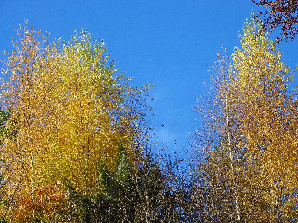 113_1474_JPG-1321728741