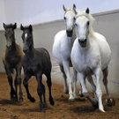 Piber-Lipizzaner auf Ferialpraxis in Wien