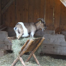 normal_19112011fmt_hellbrunn_ta_004.JPG