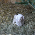 normal_19112011fmt_hellbrunn_ta_006.JPG