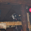 normal_19112011krampussmbaktivnews025.JPG