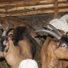 IMG_0217_JPG-1321809748