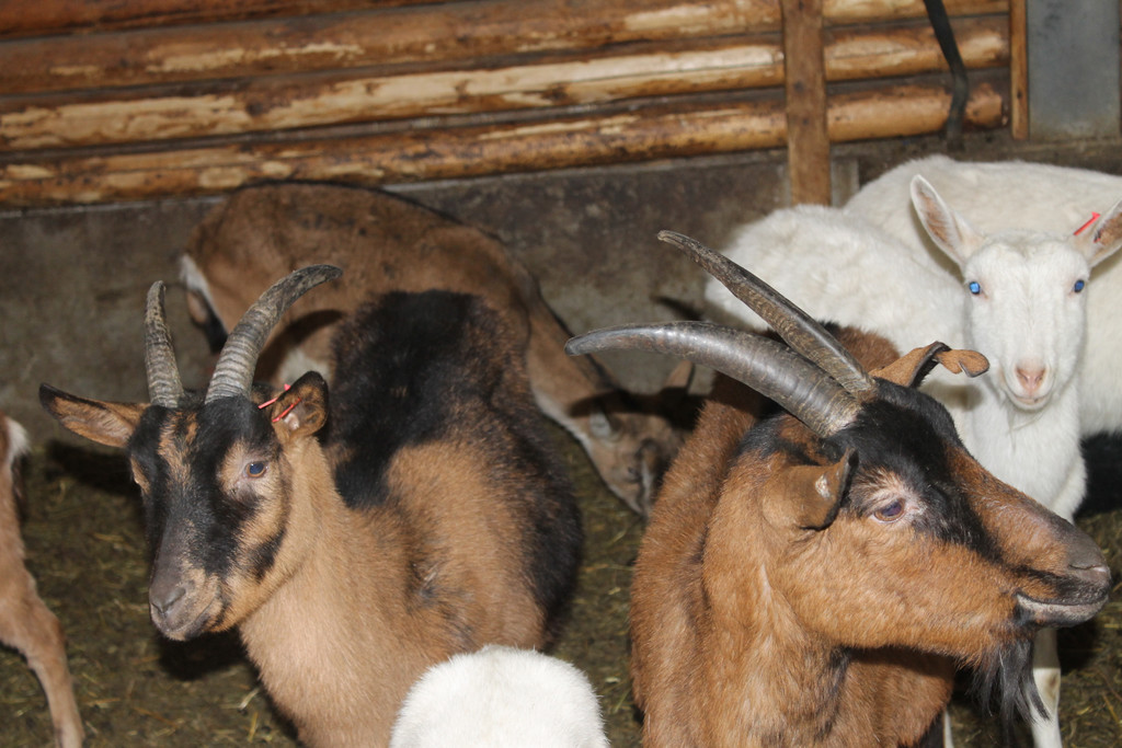 IMG_0217_JPG-1321809748