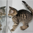 a Katze I Hagspiel_jpg-1321816760