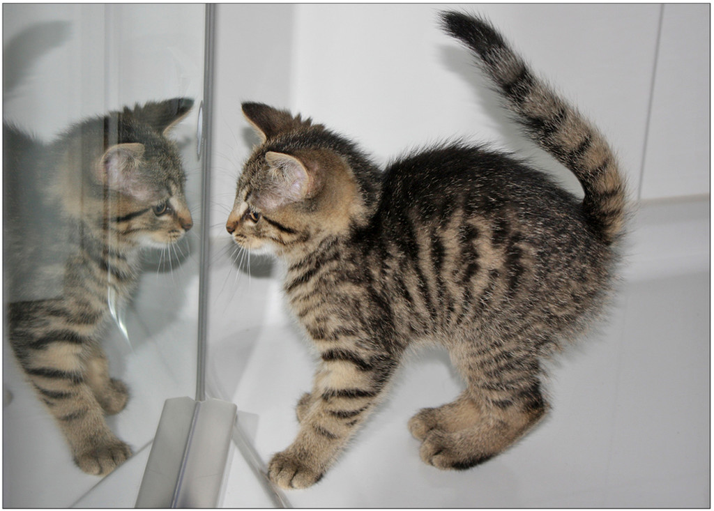 a Katze I Hagspiel_jpg-1321816760