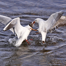 a M__ven I Hagspiel_jpg-1321816772