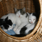 Vandans: Katzenbabys suchen ein Zuhause