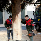 Aufbau Christbaum November 2011 _c_ Dornbirner Stadtmarketing GmbH.jpg