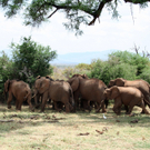 Kenya_Bees_Scare_Elephants_XSA109.jpg
