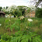 Baerenklau7.jpg