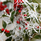 normal_23112011naturschauspielspaktivnews_003.jpg