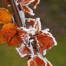 normal_23112011naturschauspielspaktivnews_009.jpg