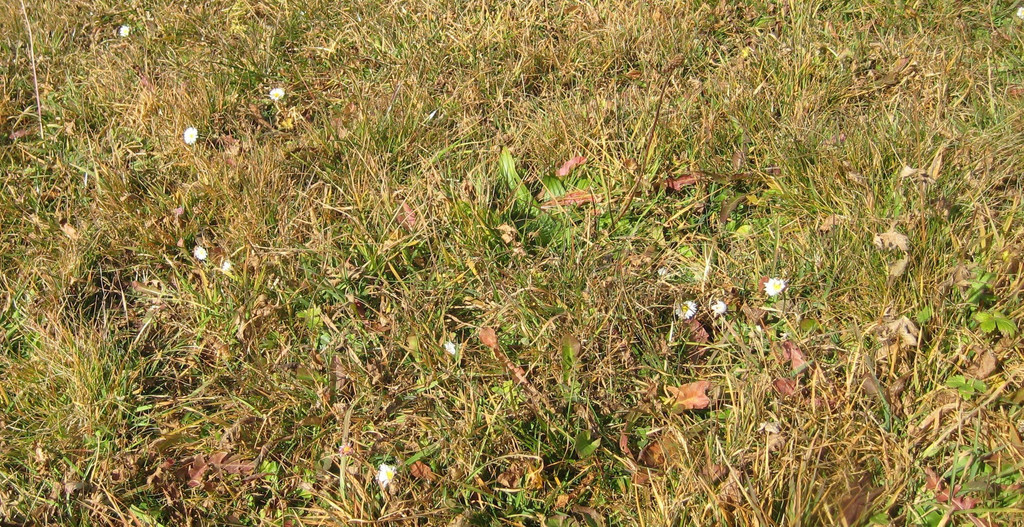 IMG_5799.JPG