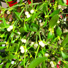 BK_tostner_adventm__rktle 12_jpg-1322340138