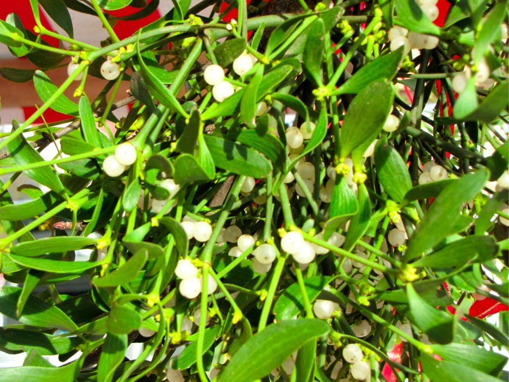 BK_tostner_adventm__rktle 12_jpg-1322340138