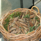 DSC02736.JPG