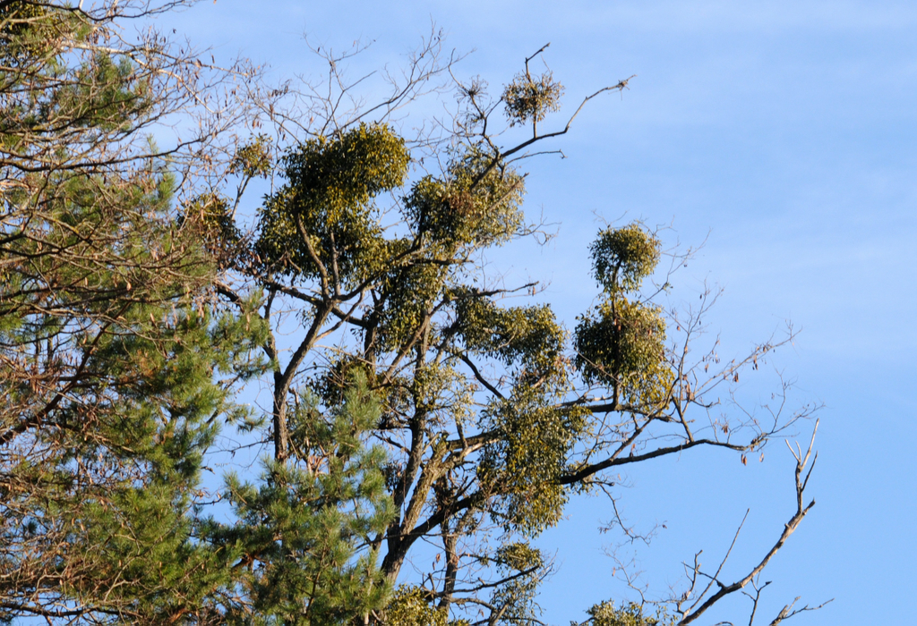 Naturpark 27_11_2011 41_jpg-1322407517