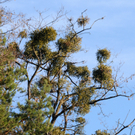 Herbsterlebnis Naturpark am Alten Rhein