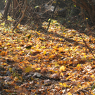 Naturpark 27_11_2011 10_jpg-1322407287