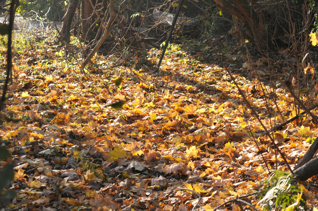 Naturpark 27_11_2011 10_jpg-1322407287