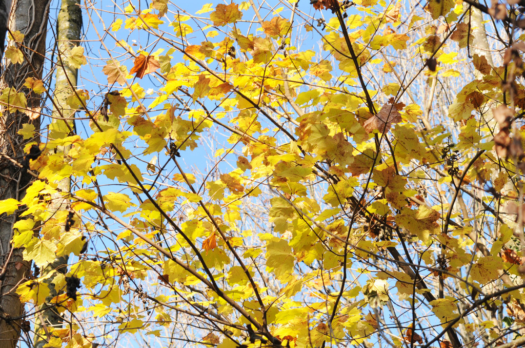 Naturpark 27_11_2011 18_jpg-1322407363