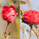 Naturpark 27_11_2011 4_jpg-1322407241