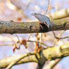 Naturpark 27_11_2011 15_jpg-1322407315