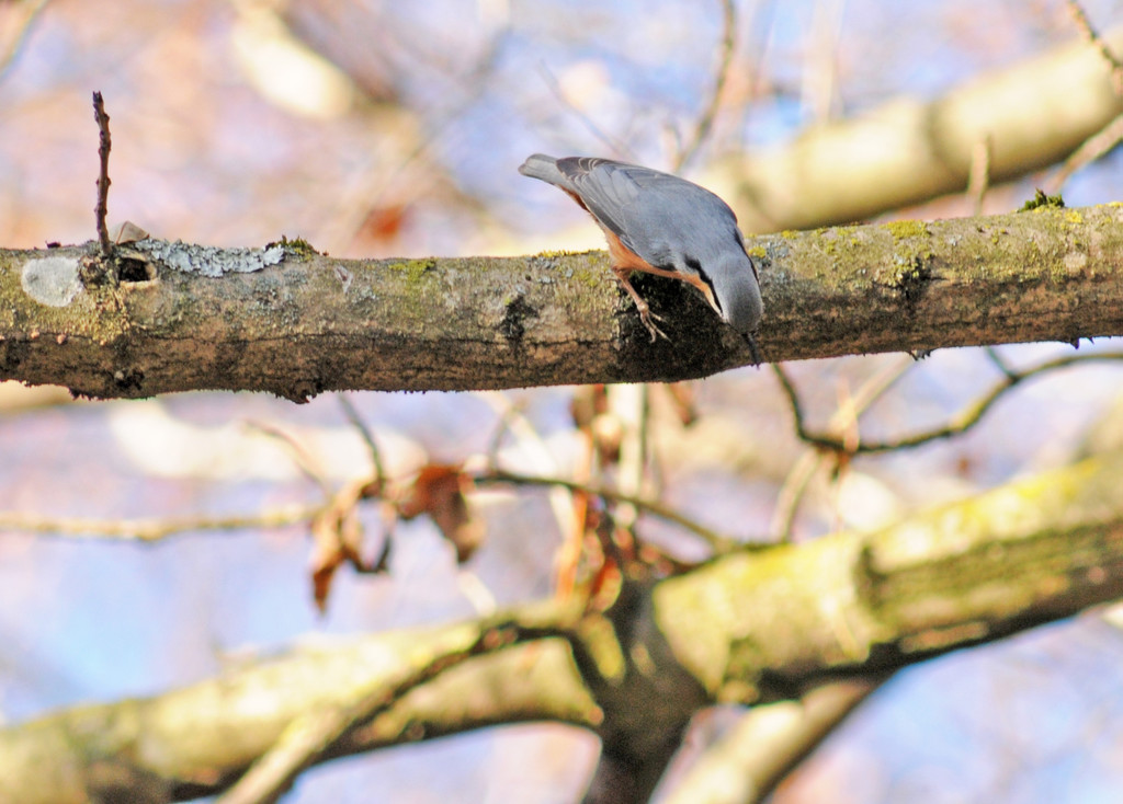 Naturpark 27_11_2011 15_jpg-1322407315