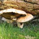 Naturpark 27_11_2011 20_jpg-1322407383