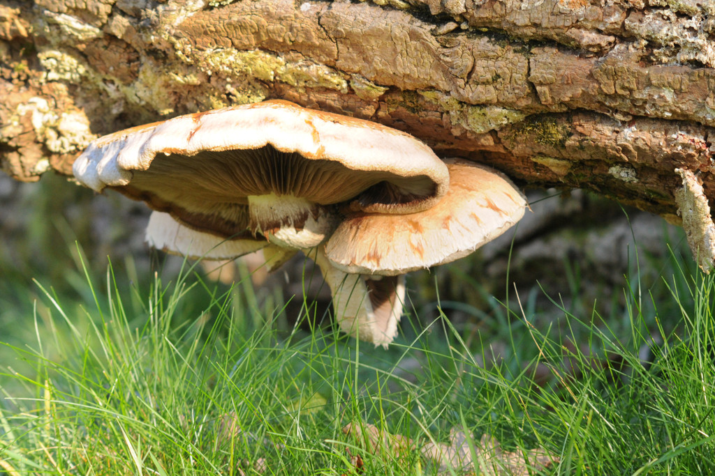 Naturpark 27_11_2011 20_jpg-1322407383