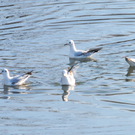 Naturpark 27_11_2011 27_jpg-1322407413