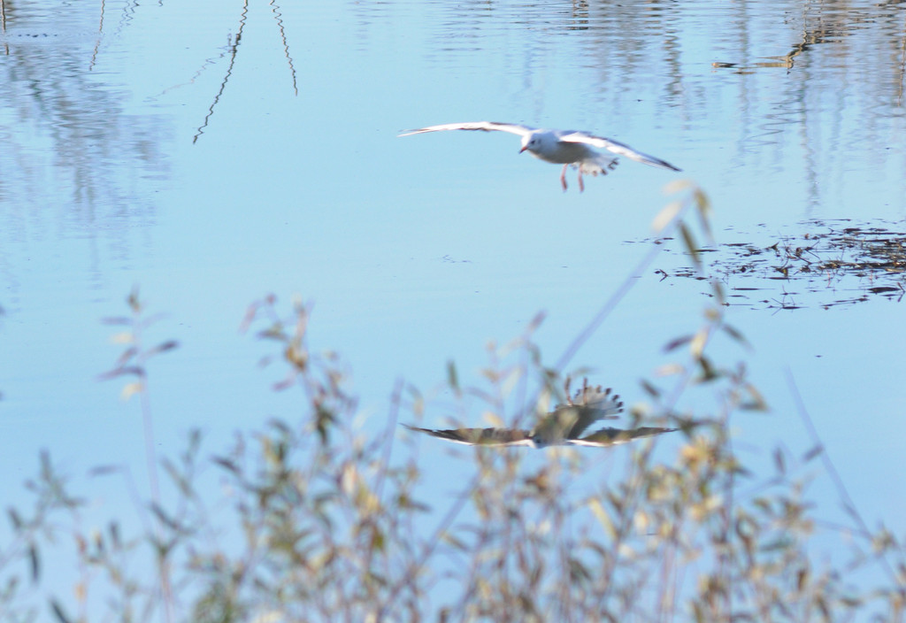 Naturpark 27_11_2011 34_jpg-1322407453