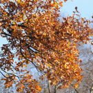 Naturpark 27_11_2011 36_jpg-1322407479