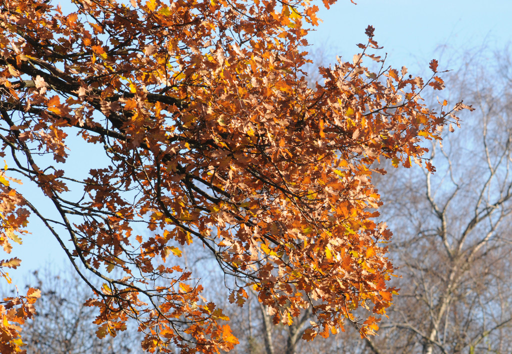 Naturpark 27_11_2011 36_jpg-1322407479