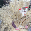 normal_27112011loipeirlaktienws__6_.JPG
