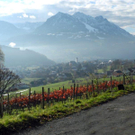 Sp__therbst am Weinberg 18_11_2010 009 - Kopie_JPG-1322640219