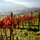Sp__therbst am Weinberg 18_11_2010 011 - Kopie_JPG-1322640222