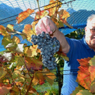 Weinlese Blaufr__nkisch _Rebeln 29_10_2010 001 _78__JPG-1322640234