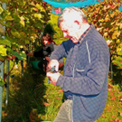 Weinlese Blaufr__nkisch _Rebeln 29_10_2010 001 _81__JPG-1322640241
