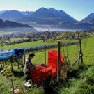 Weinlese Blaufr__nkisch _Rebeln 29_10_2010 001 _86__JPG-1322640251