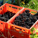 Weinlese Blaufr__nkisch _Rebeln 29_10_2010 001 _91__JPG-1322640259