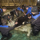 Niederlande flogen Orca-Wal nach Spanien aus