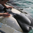 DAB1806-20111109.jpg