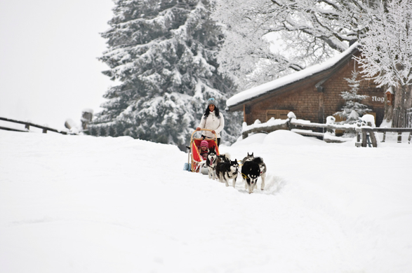 arctic wolf kennel im einsatz mit landschaft-by daniel mock.jpg