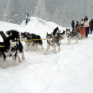 arctic wolf kennel im einsatz-by sdh.jpg