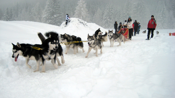 arctic wolf kennel im einsatz-by sdh.jpg
