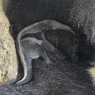 Ameisenbär im Tiergarten Schönbrunn geboren