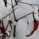 Gartenanlage und Frutz 09 436.jpg