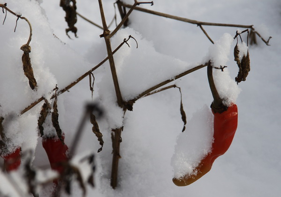 Gartenanlage und Frutz 09 436.jpg