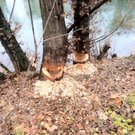 Leserreport: "Biber-Verwüstung" am Donaukanal